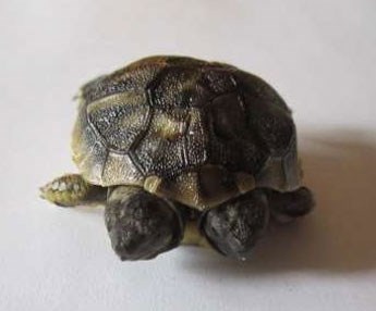 skildpadde-med-to-hoveder_2